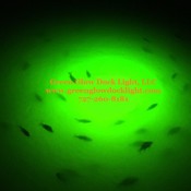 GreenGlowDockLight's profile picture