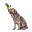 WingsAndWrinkles's profile picture