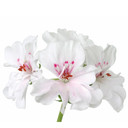 AwesomeOnlineStore's profile picture