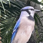 Psychomichael's profile picture