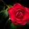 Mariraf's profile picture