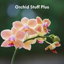 orchidstuffplus's profile picture