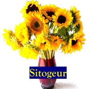 Sitogeur's profile picture