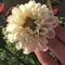 Flower_Ladi's profile picture