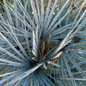 PalmSeedlings's profile picture