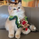 Bella_Cheese's profile picture