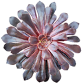 home_gardening's profile picture