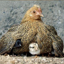 Mother_Hen_Shops's profile picture