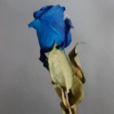 blueRose41's profile picture