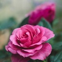 Rose69gardener's profile picture