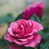 Rose69gardener's profile picture