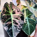 bonzuser_klrfp's profile picture