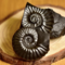 AlexFossils's profile picture