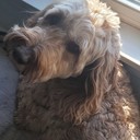 bonzbuyer_euoco's profile picture