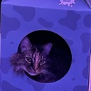 HopeV20's profile picture