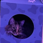 HopeV20's profile picture