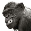 twstedmonkey's profile picture