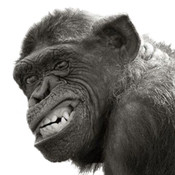 twstedmonkey's profile picture