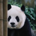 lalachina's profile picture
