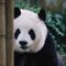 lalachina's profile picture