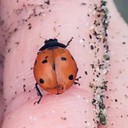 LadyBugThrift's profile picture