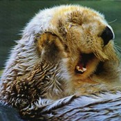 DorothysCloset's profile picture