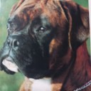 Bigdog62P228's profile picture