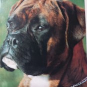 Bigdog62P228's profile picture