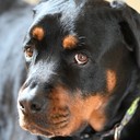 Collect_Sell_Repeat's profile picture