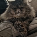 Chrissys_Corner's profile picture