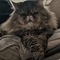 Chrissys_Corner's profile picture