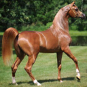 Kehilan's profile picture