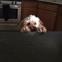 Tancalex's profile picture