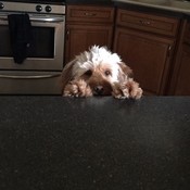 Tancalex's profile picture