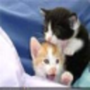 timelesstoysLLC's profile picture