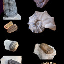 Alpha_Fossils's profile picture