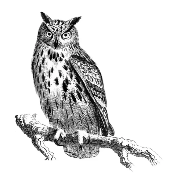Owlnest's profile picture