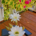 BloomingSucculents's profile picture