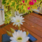 BloomingSucculents's profile picture