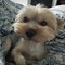bonzbuyer_dcvmd's profile picture