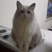 ZhengTao's profile picture