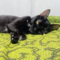 peruanarte's profile picture