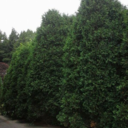 Thuja_Trees's profile picture