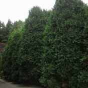 Thuja_Trees's profile picture