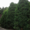 Thuja_Trees's profile picture