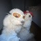 bonzbuyer_ilfvt's profile picture