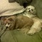 bonzbuyer_iuncn's profile picture
