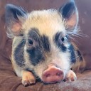 Hoarders_Trove's profile picture