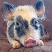Hoarders_Trove's profile picture