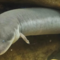 synodontis's profile picture